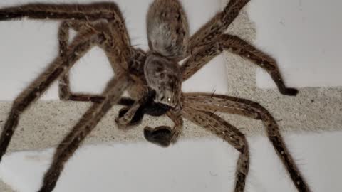 Wolf Spider in Tuscon