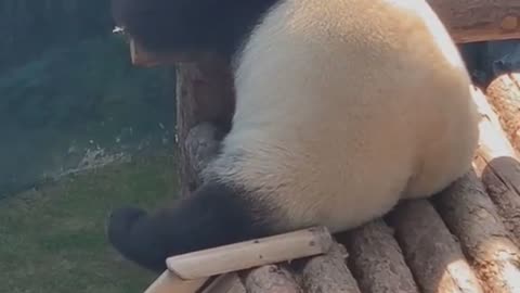 PANDA IS ALWAYS LAZY🤣🐼 BUT CUTE😍