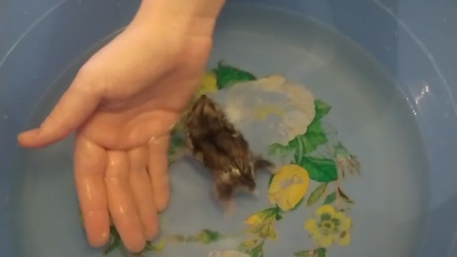 Hamster swimming