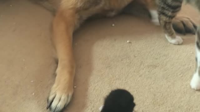 German shepherd frightened by 2 week old kittens