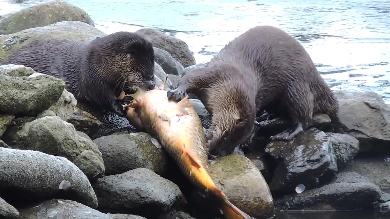 Otters Catch of the Day