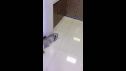 cute kitten2