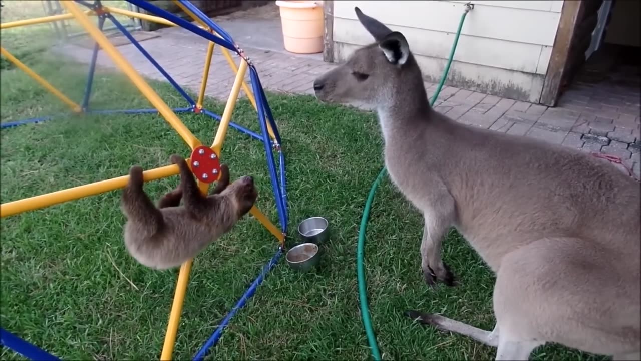 funny video of animals