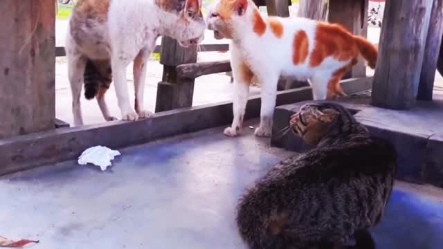 Street Fighter Animal Style