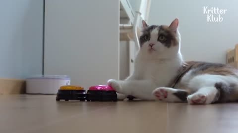 My clever cat