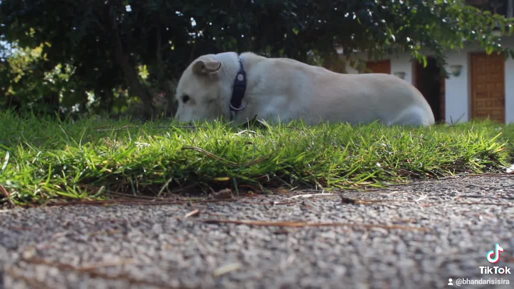 #funny and cute dog eating grass