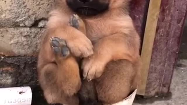 CUTE PUPPY
