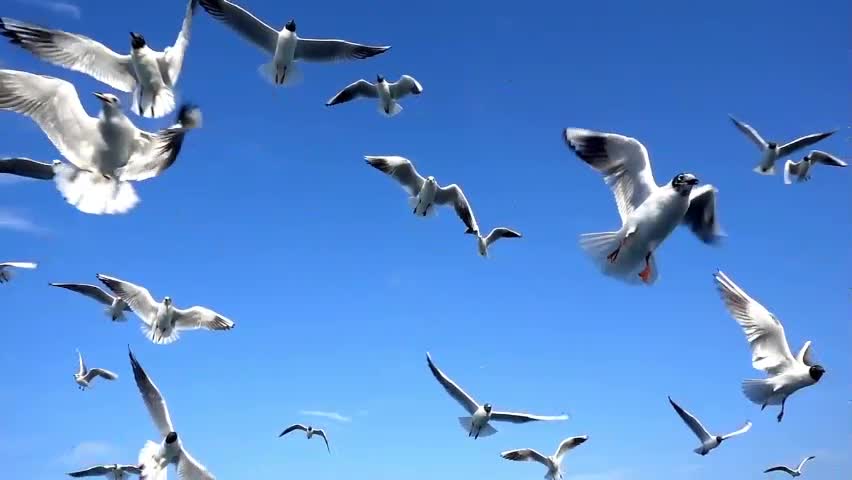 Bando de gaivotas no céu