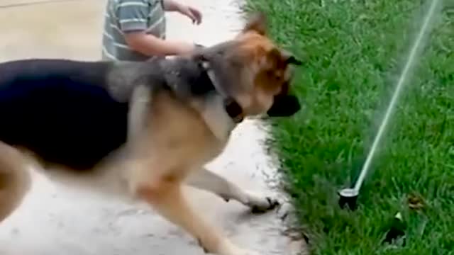 Dog and Baby Playing with Fountain - Funny Dog Videos 🐾🤣🤣🤣🤣