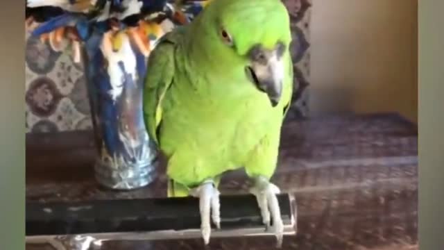 Funny Parrots Video