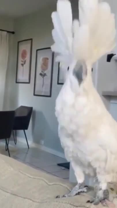 Cockatoos meet each other in pet store, hilarity ensues 2021