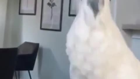 Cockatoos meet each other in pet store, hilarity ensues 2021