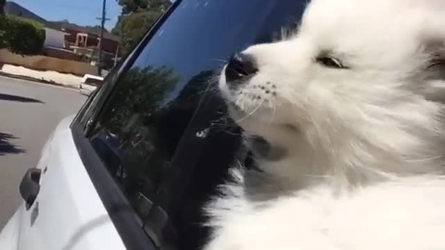 Throw back thursday: Samoyed Puppy compliation