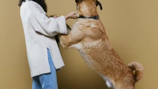 Funny dog