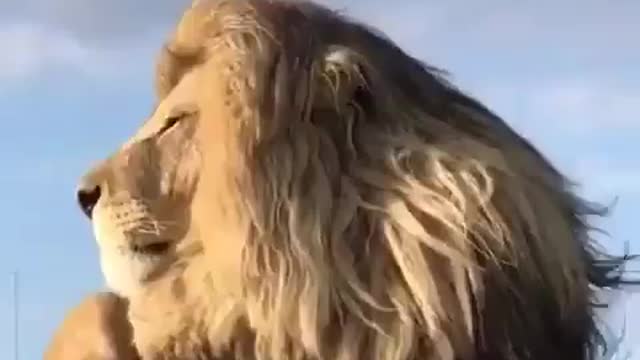 Male lion's Power