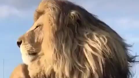 Male lion's Power