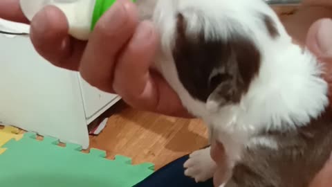 Newborn puppy