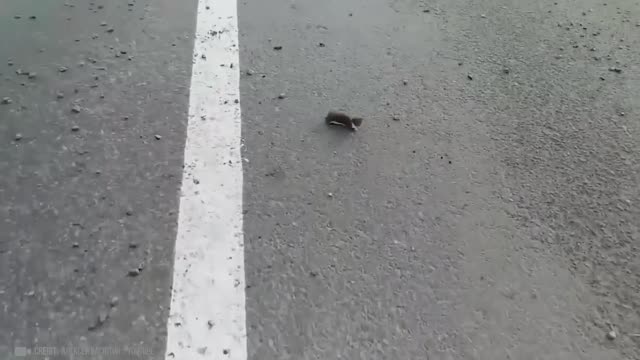 Animals That Asked People for Help