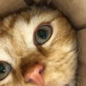 Cute cat trying to catch something at the bottom of the box