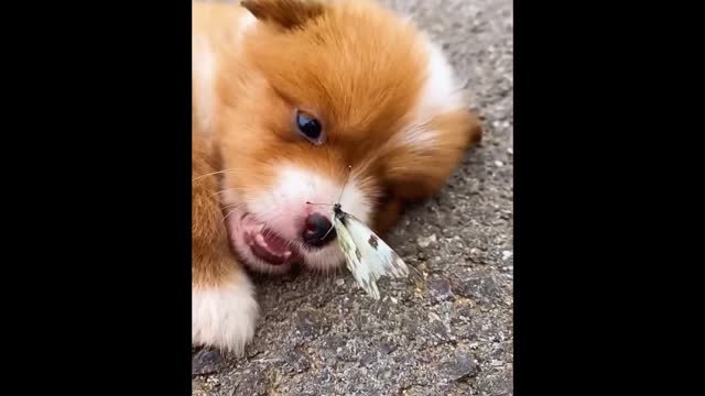 A dog that attracts bees and butterflies