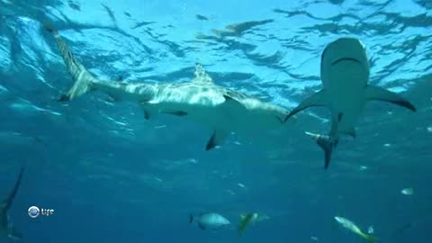 People swim with sharks