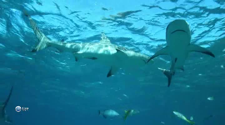 People swim with sharks