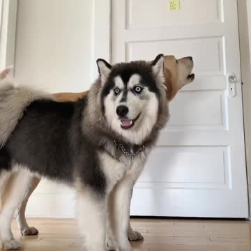 Epic howling competition between husky and labrador