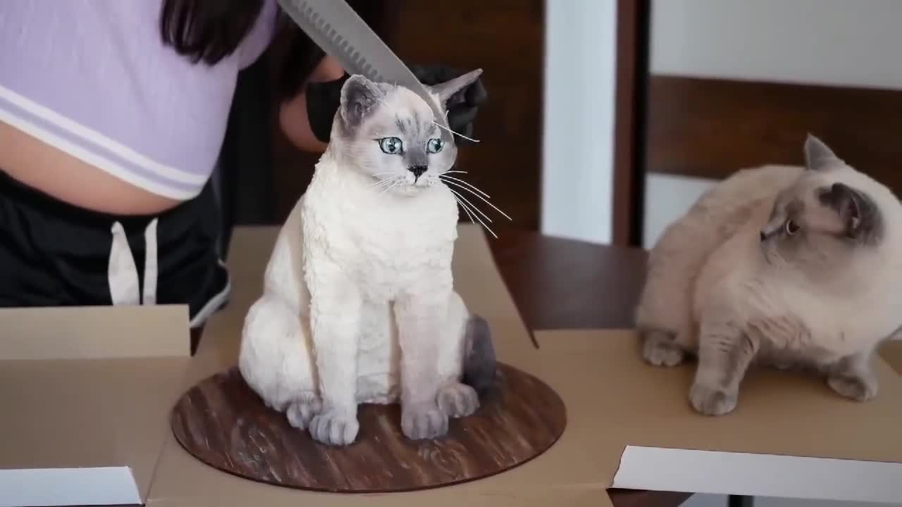 Cute kitty was screed if you watch never control your laugh