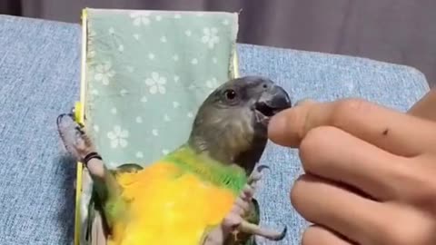 gymnast parrot