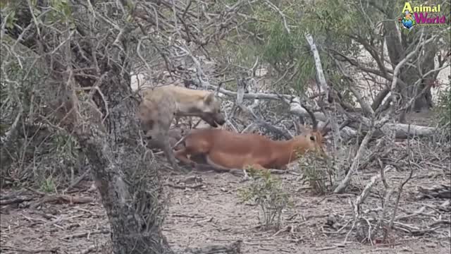 Hyena For First jaguar, Leo Who was the king Hung Shen When animals Compared Resources