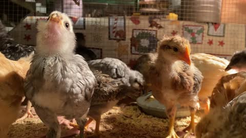 Easter-Egger chicks at 3 weeks old