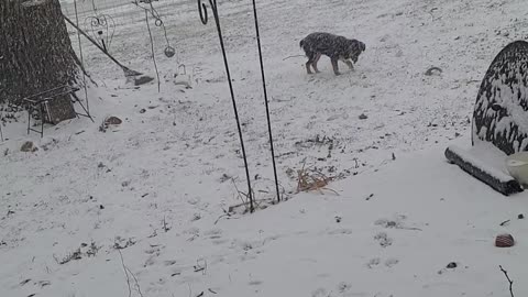 Chooie's first real snow 1