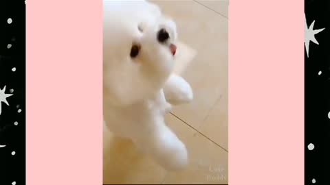 The Dancing Dog😚