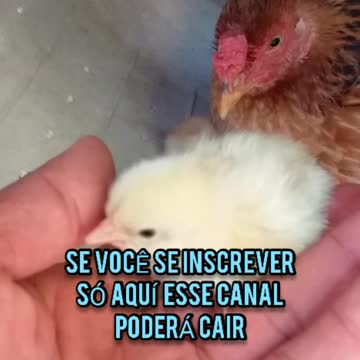 The chicken's children were born today 03/20/2022. And the supposed twin father came to see. Paraiba-Brazil.