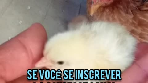 The chicken's children were born today 03/20/2022. And the supposed twin father came to see. Paraiba-Brazil.