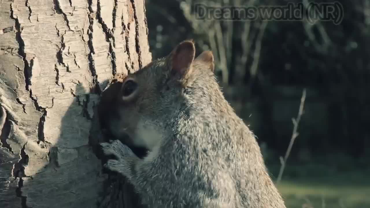 Funny video ! Nature video