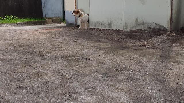 I'm calling a cute puppy.