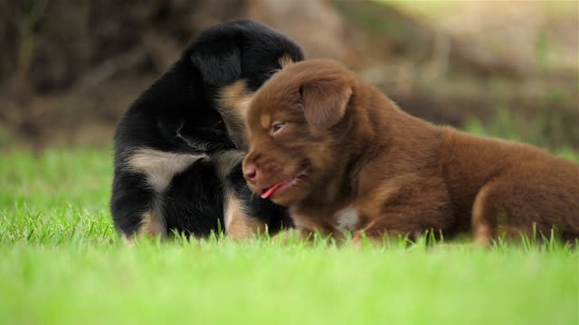 Watch a cute little dog playing in the park