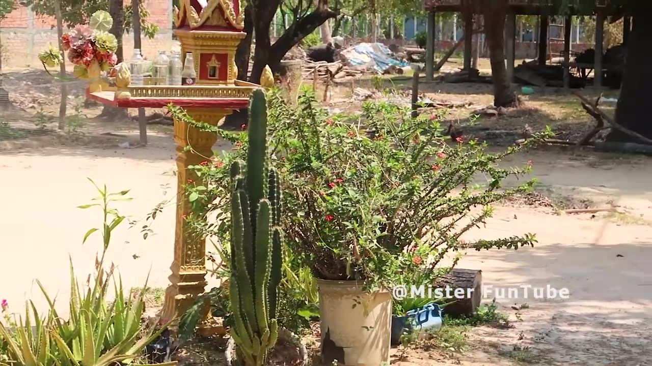 "The Funniest Reaction Ever: Dog Meets Bamboo Basket & Ring Prank!"