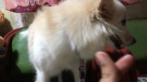 Dog Responds To "Finger Heart" Gesture With Kisses