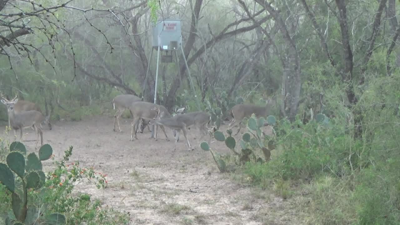 Backyard 8 point from 2020 bow season.