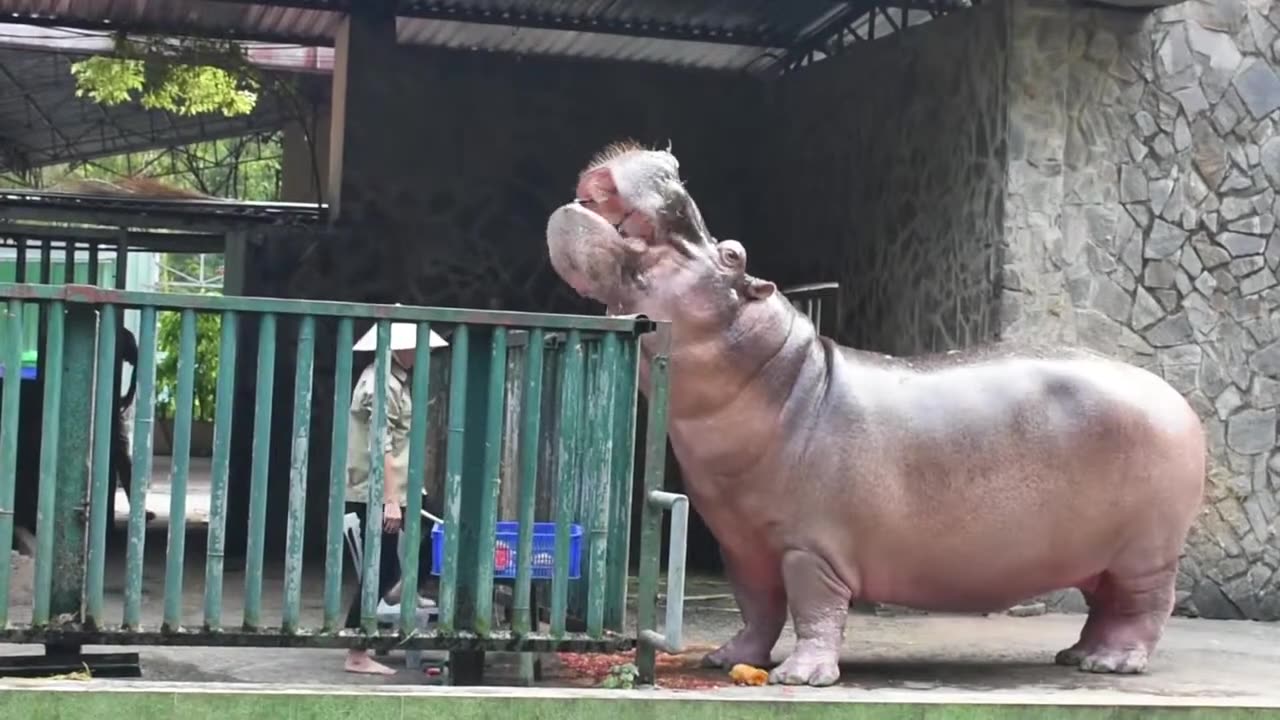 MASSIVE Hippo Feeding Time, LOOK at that SIZE...............