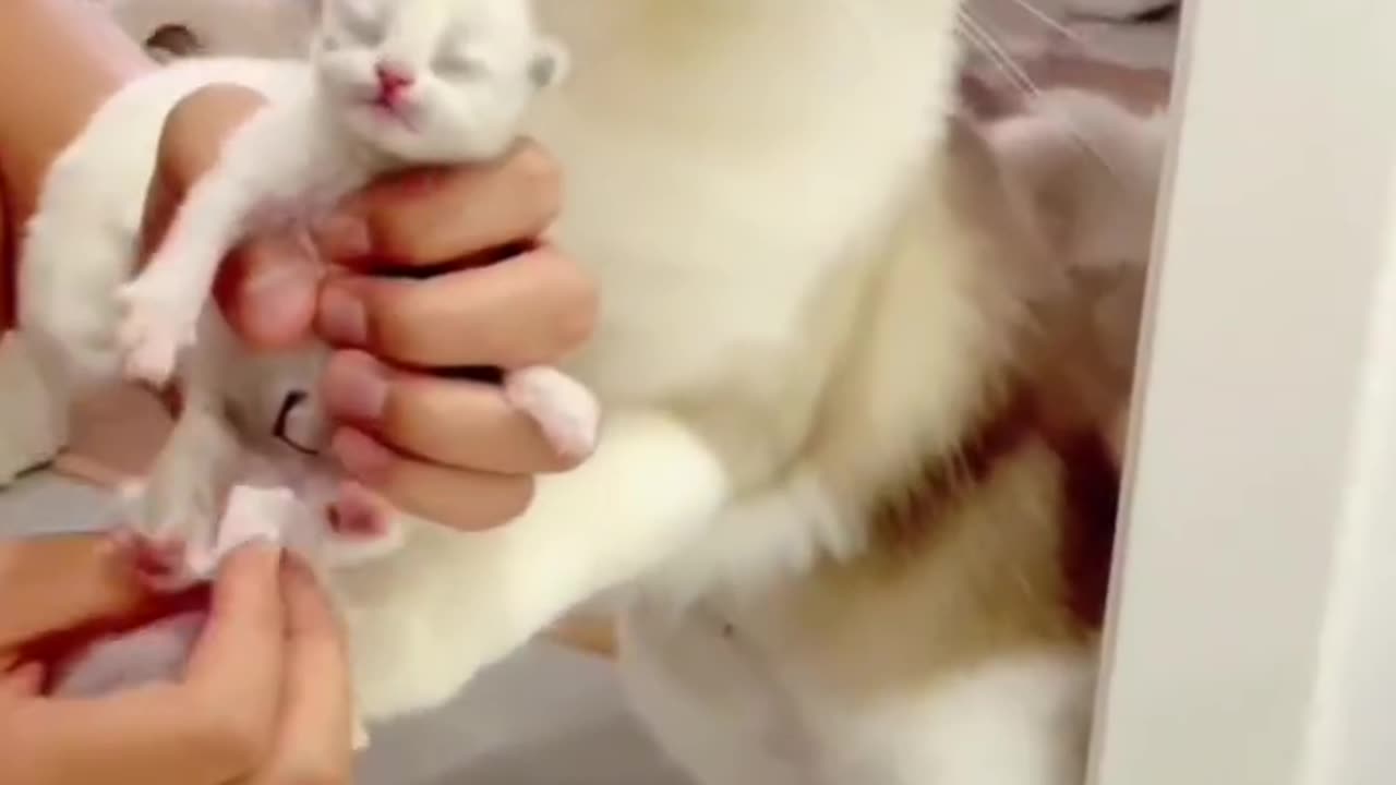 #cat #funny #sayan