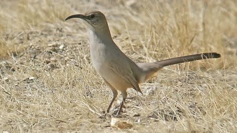 California Thrasher Song Video