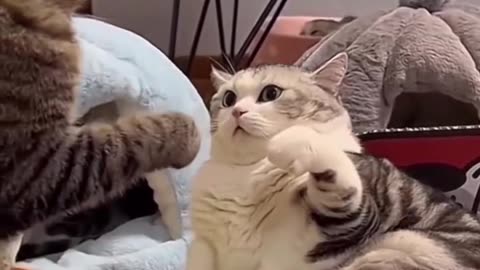 Funny cat 🤣🤣🤣🤣
