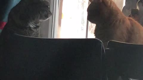 Two cats staring at each other