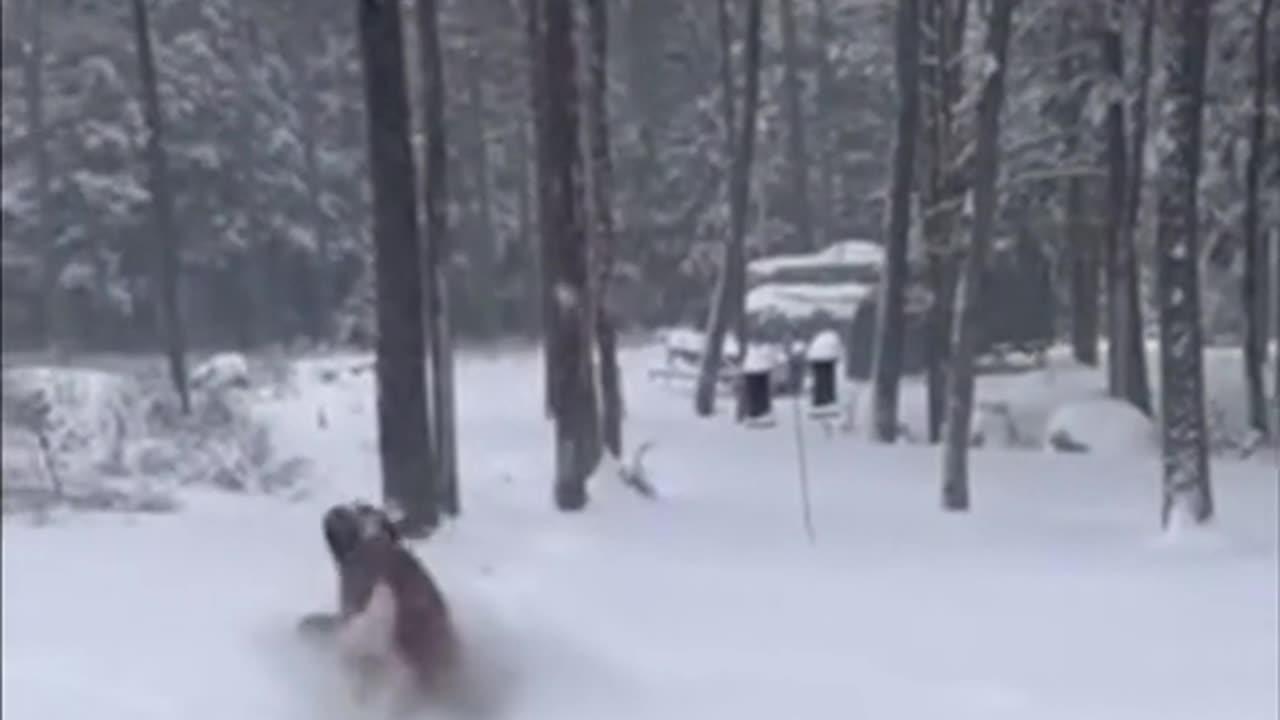 SILLY DOG KEEPS KNOCKING KID IN THE SNOW