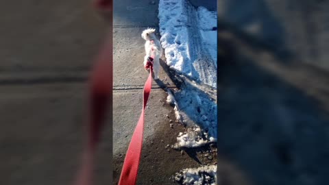 dog video