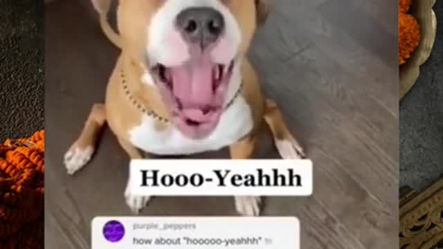 Ultimate Baby Dogs - All time Cute And Funny Dog Videos Compilation #shorts