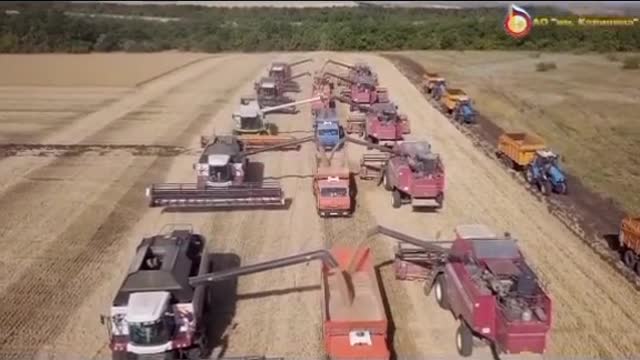 Winter wheat harvesting